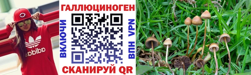 Псилоцибиновые грибы Cubensis  KRAKEN   Тюкалинск  закладка 